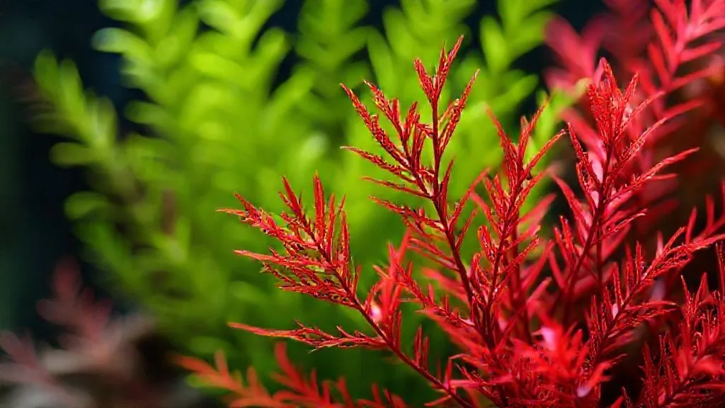 Alternanthera Sem Cor? 7 Passos Essenciais Para o Vermelho Vibrante!