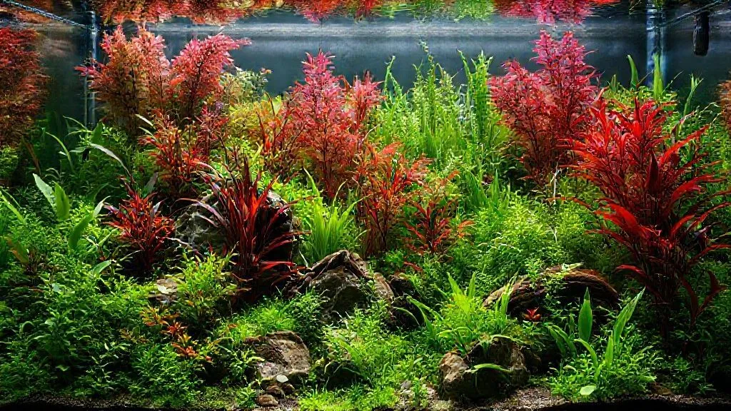 7 Estratégias para Profundidade Visual Impactante em Aquários Plantados