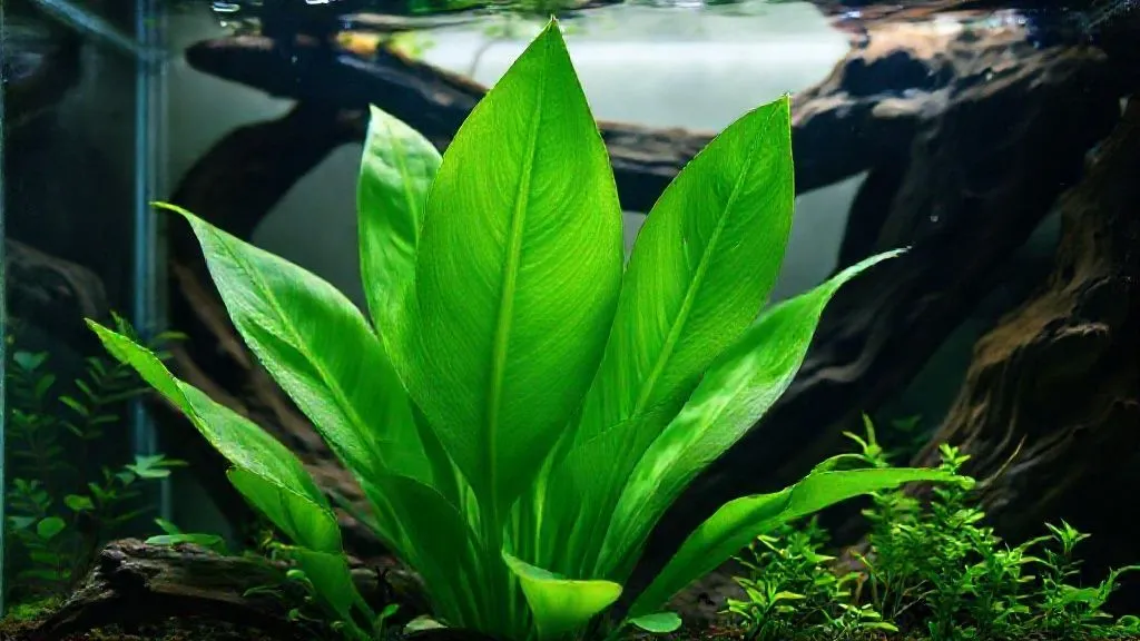 5 Sinais Cruciais: Diagnostique Deficiências em Plantas de Aquário com Adubação Mínima