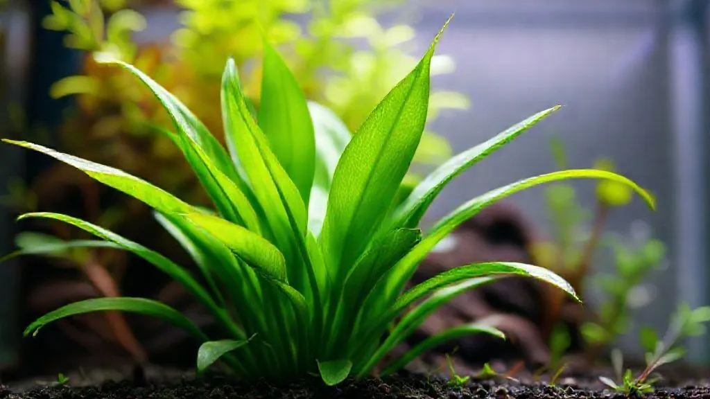 7 Estratégias Essenciais para Evitar o 'Derretimento' de Plantas no Aquário