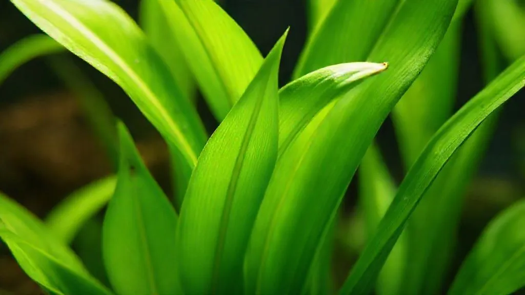 7 Sinais Cruciais: Como Identificar Deficiência de Micronutrientes em Aquário Plantado?