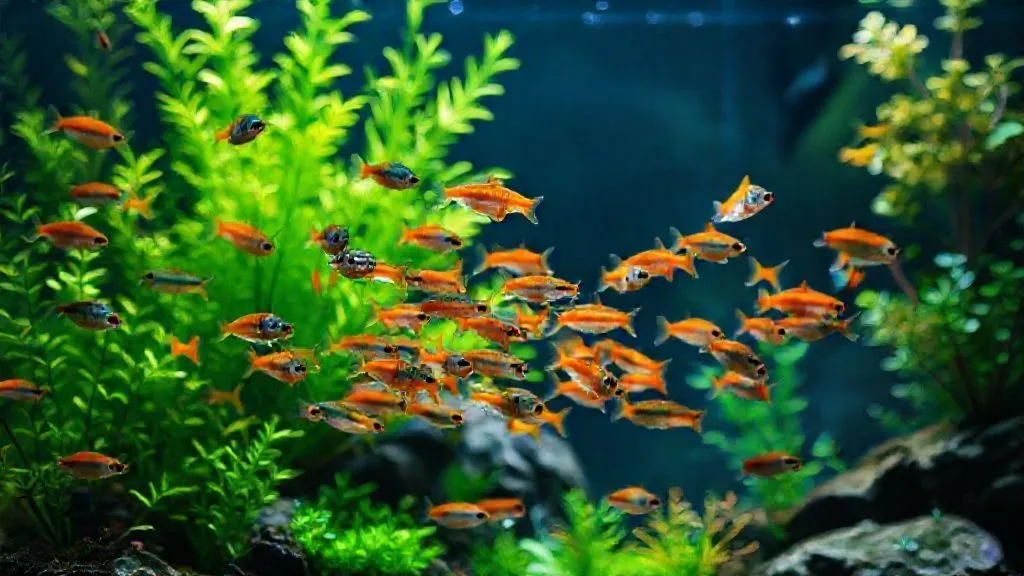 Bullying em Cardumes: 7 Soluções Eficazes para Aquários Plantados
