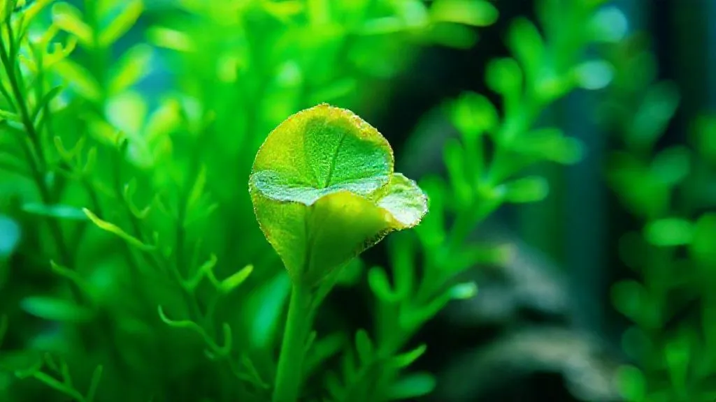 Derretimento em Aquários? 5 Soluções Urgentes para Plantas Agrupadas