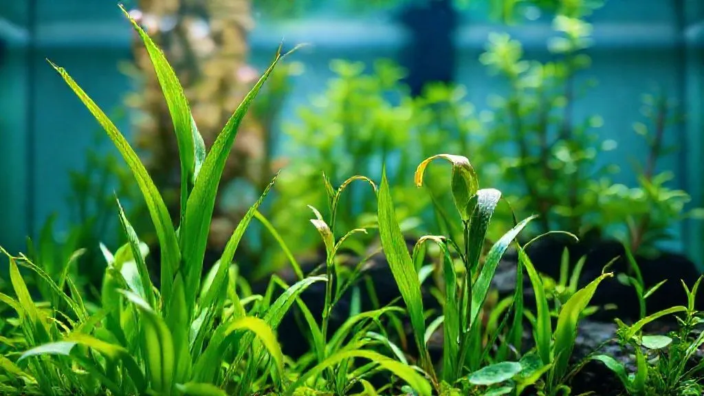 5 Passos Cruciais: Como Reverter Plantas Definhar em Aquascapes Profissionais?