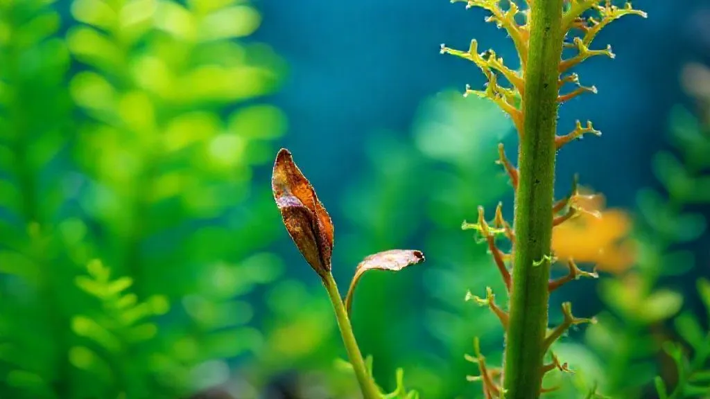 Limnophila Morrendo em Aquário Fácil? 7 Soluções Reais para Reviver!