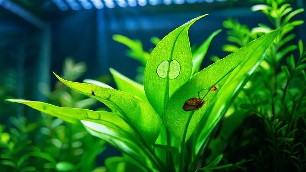 Plantas Derretendo com Boa Iluminação? 7 Razões Ocultas e Soluções Reais!