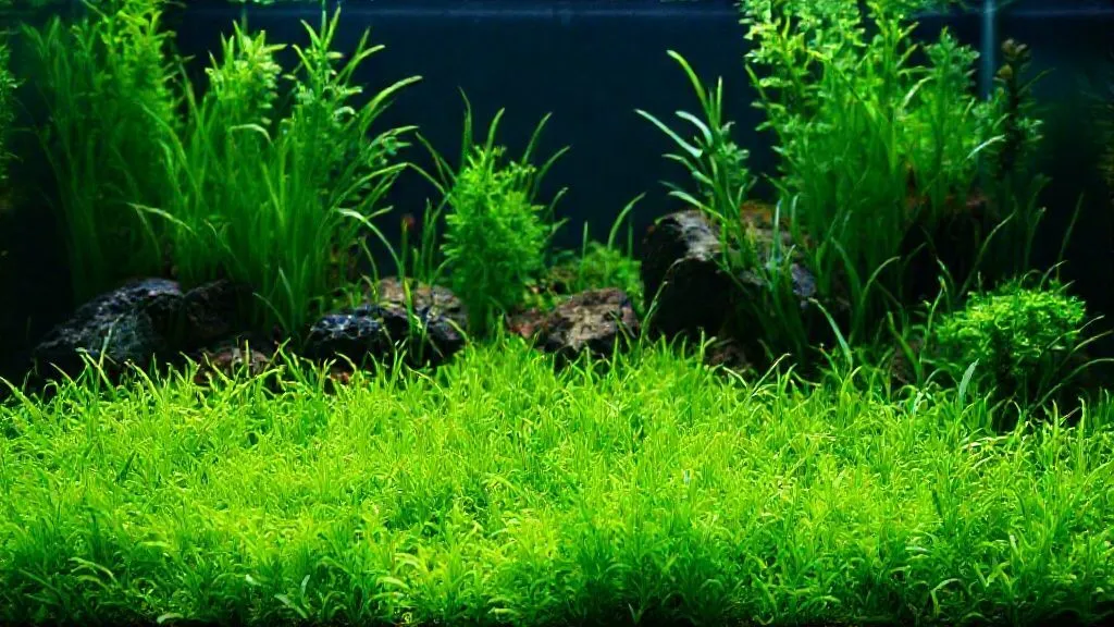 Eleocharis Parvula Não Carpeteia Rápido? 7 Soluções de Especialista para um Tapete Verde