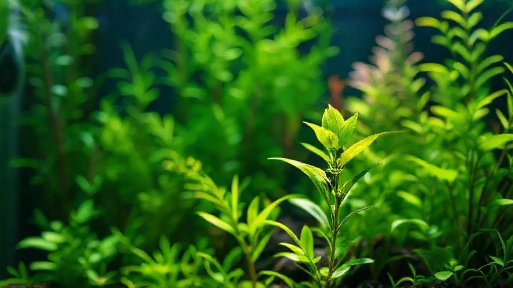 Plantas de Aquário Estagnadas? 7 Estratégias para Revitalizar o Crescimento Lento
