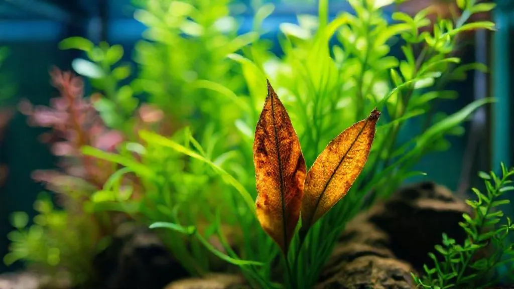 Plantas Derretendo Mesmo Com CO2? 7 Soluções Essenciais para Aquascaping