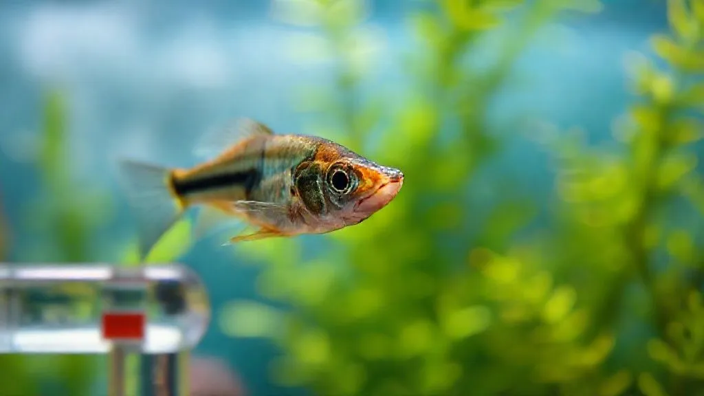 Amônia Alta em Aquário Plantado? 5 Passos Urgentes para Salvar Seus Peixes!