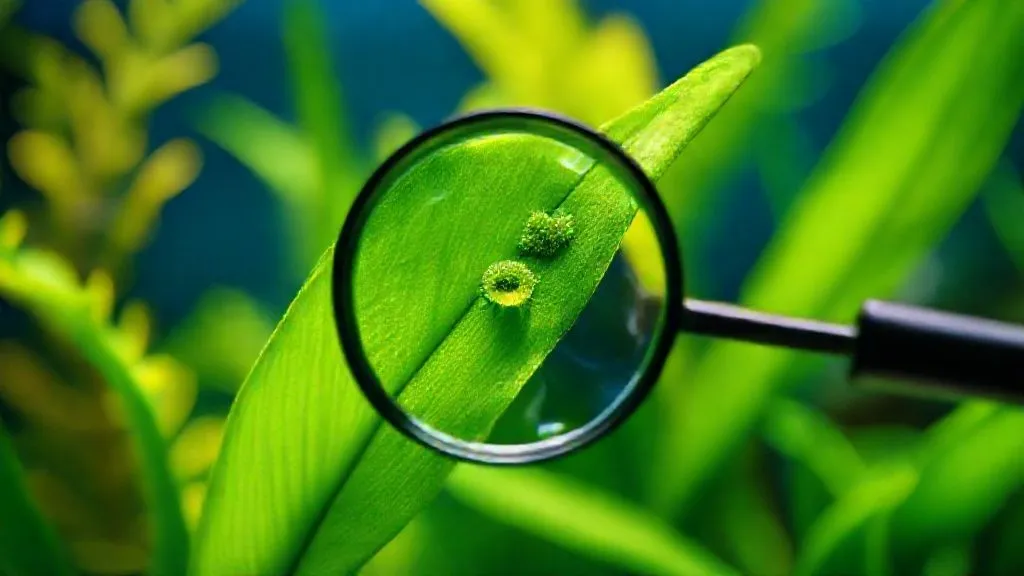 7 Estratégias para Eliminar Algas Verdes Pontuais Recorrentes em Aquários Plantados