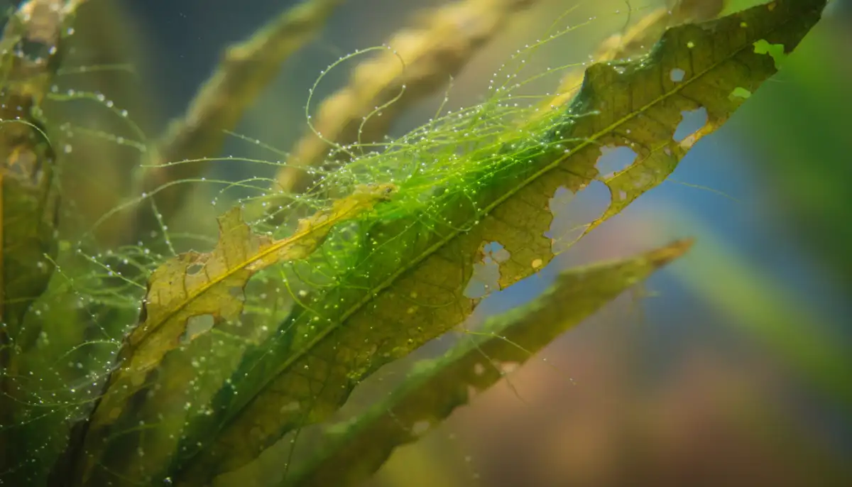 Esta imagem detalhada mostra algas filamentosas crescendo nas folhas de uma planta aquática, evidenciando os danos causados ao tecido vegetal e a importância de um controle eficaz para a saúde do ecossistema do aquário. Esta imagem detalhada mostra algas filamentosas crescendo nas folhas de uma planta aquática, evidenciando os danos causados ao tecido vegetal e a importância de um controle eficaz para a saúde do ecossistema do aquário.