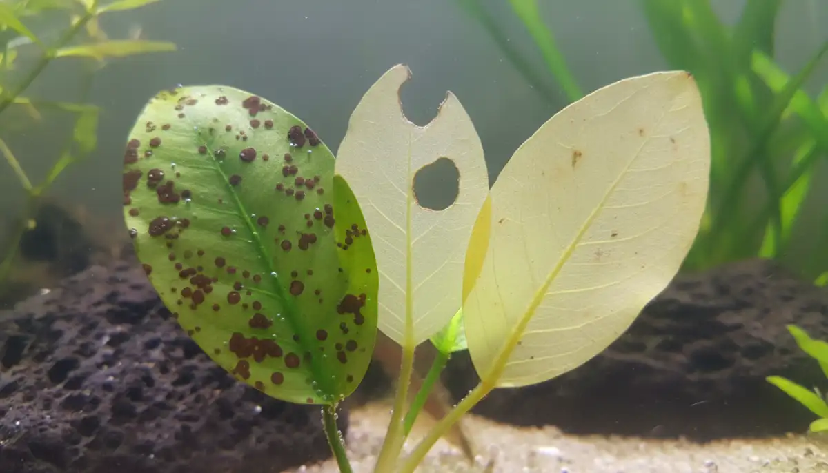 Esta imagem ilustra os diferentes tipos de problemas que podem afetar as folhas de anúbias, desde manchas causadas por algas até o amarelamento por falta de nutrientes, auxiliando na identificação correta do problema no seu aquário. Esta imagem ilustra os diferentes tipos de problemas que podem afetar as folhas de anúbias, desde manchas causadas por algas até o amarelamento por falta de nutrientes, auxiliando na identificação correta do problema no seu aquário.