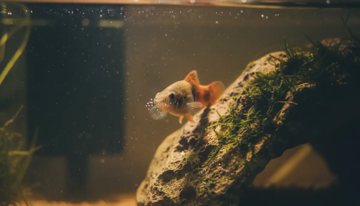 Um plati estressado escondido atrás de uma rocha demonstra como o ambiente do aquário pode impactar a saúde e o bem-estar dos peixes, ressaltando a importância de minimizar fatores de estresse.